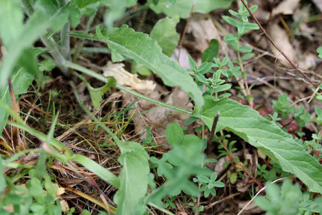 Phyteuma betonicifolium / Raponzolo a foglie di betonica